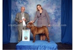 CH Tzo Wens Mochachino from Guthri  ,    1