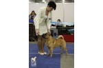 Brekkukots MVP For Chernyi Chizh   ,  ,  ,  