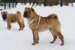 Daoshao Absolute Reality Chernyi Chizh   ,  