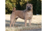     7 , 3 CACIB