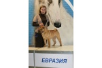 CH Daoshao Absolut Reality Chernyi Chizh   ,   `2008,  