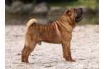 Chernyi Chizh Ultimate Best   ,  
