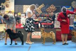 Esmae Minne Multi Ch. Jade east Walkin After Midnight (Patsy) 3 excellent in Champion Class 3-   ; .    c Orhideja Gold King Fire