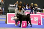 2nd pl in puppy males class, 2-      Ileves De L Empire De Naikolomba