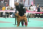 Desmond de L`ere du Scorpion 2 . (ex.) R.CAC-R.CACIB