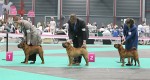    champion males