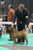 Jade East Catch me if you can 1 . (ex.)  CAC-CACIB-BOB-EW