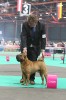 Jade East Catch me if you can 1 . (ex.)  CAC-CACIB-BOB-EW