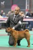  (juniors): Nala Maysoon Red des Legendes Indiennes 4 . (ex.)