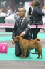  (juniors): Nala Maysoon Red des Legendes Indiennes 4 . (ex.)