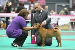  (juniors): Nala Maysoon Red des Legendes Indiennes 4 . (ex.)