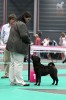 best female, CACIB, European Winner 2011 Yijing`s Glory aren`t Everything