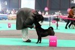 best female, CACIB, European Winner 2011 Yijing`s Glory aren`t Everything