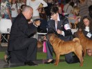 XANTHI`S WRINKLE HILDA 1- ,  , CACIB