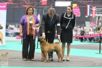  (BOB), CACIB. European Winner 2011 Jade East Catch Me If You Can