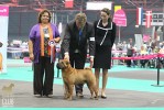  (BOB), CACIB. European Winner 2011 Jade East Catch Me If You Can