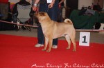 1     EL DRAGON DE KOSHI DREAM ON PHOENIX
