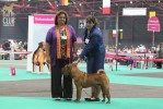    (Best Junior Male), J. European Winner 2011 Aisti Ileal Angel in the Flesh
