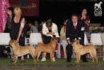   (champion female): CHOUBAYE DU VAL DES GENETS ., DEAR-JAILING DE L`ERE DU SCORPION (1  ), DOLCE SICERA FOR TIANXIA DEL PEODORO