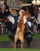 1-    ,   , CACIB, World Winner 2011 XANTHI`S WRINKLE HILDA