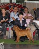 1-    ,   , CACIB, World Winner 2011 XANTHI`S WRINKLE HILDA