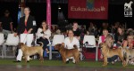    (female open) CRISTAL TY KOAN KY . (excel.), DANETTE CHOCOLAT DU BOUQUET D`EPICES . (excel.), DIAM`S DU GRAND BARONNET . (good)