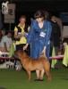     (champion male) AISTI ILEAL MAGIC BOY .  