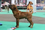    (best puppy)