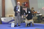 1     R.CACIB    STRAWBERRY FIELDS FOREVER DEL PEODORO