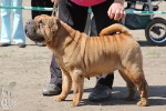   (Best Veteran) Etual Nuar Indigo China Gold