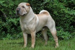 CH O-Na-Pei YK Shuda Been A Cowboy :Am. CH, National Specialty Winner, 105 Best Of Breed, 65 Best Of Opposite Sex